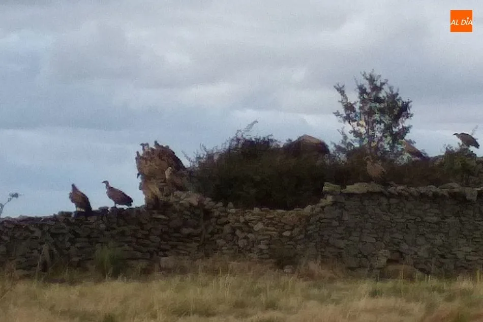 Foto 5 - Los buitres devoran una vaca en el momento del parto en Cabeza de Framontanos  