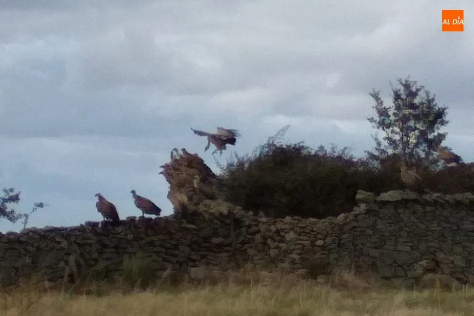 Foto 4 - Los buitres devoran una vaca en el momento del parto en Cabeza de Framontanos  