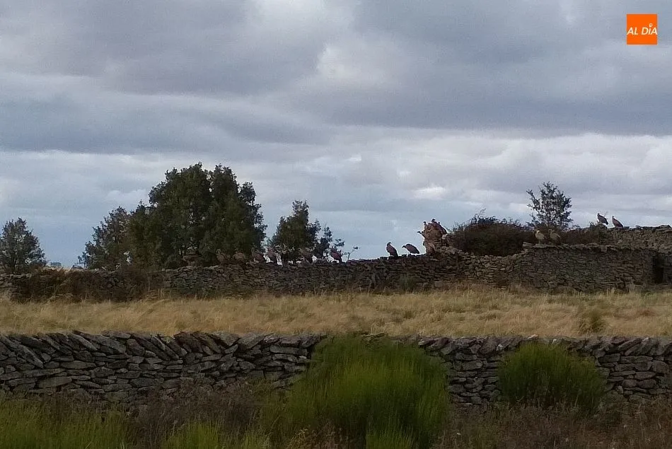 Foto 3 - Los buitres devoran una vaca en el momento del parto en Cabeza de Framontanos  