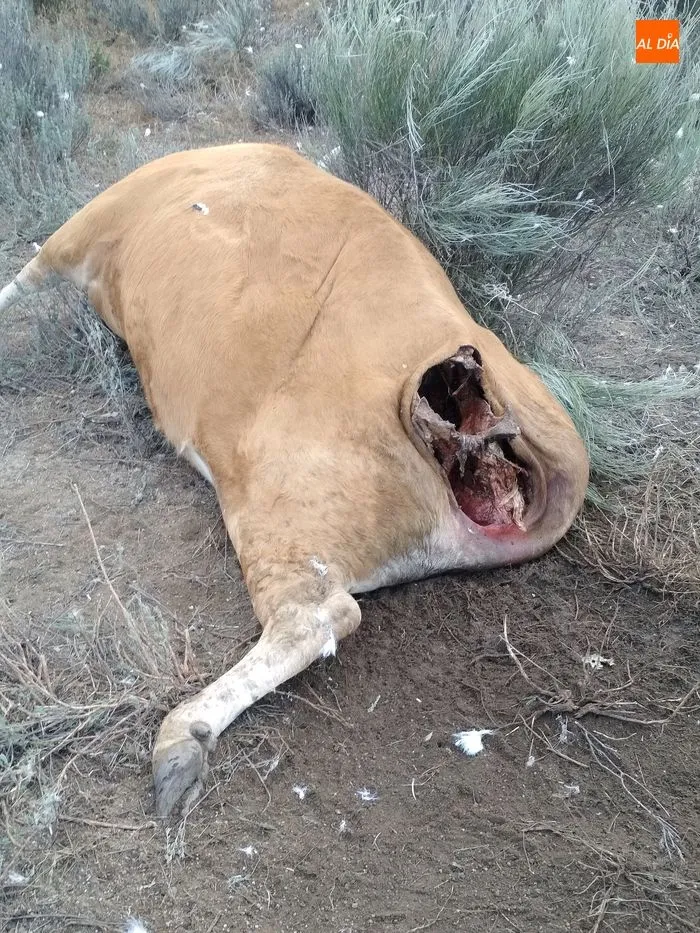 Foto 2 - Los buitres devoran una vaca en el momento del parto en Cabeza de Framontanos  