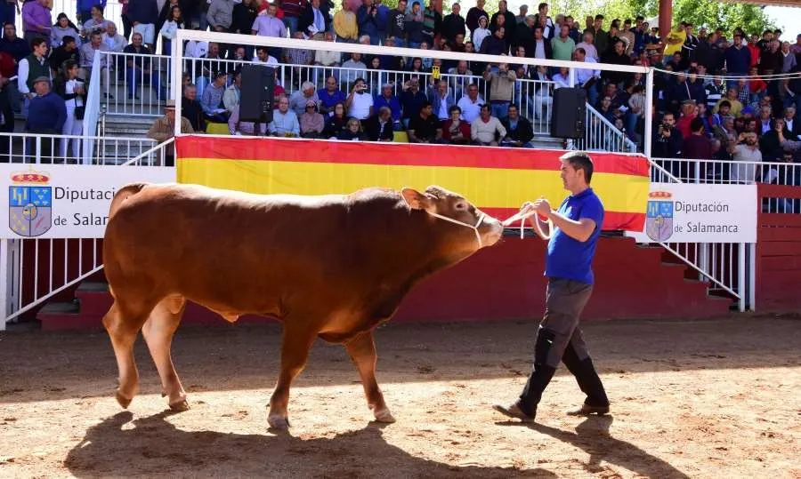 El ganado estará en el recinto desde el viernes por la tarde y los interesados en participar en la subasta, además de visualizarlo online a través de vídeos