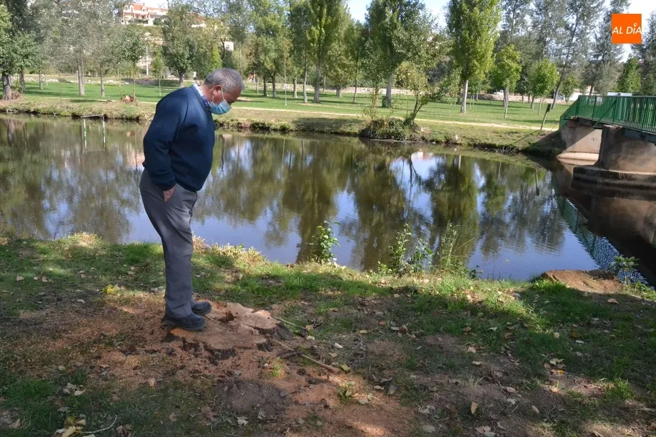 Foto 9 - Retirados una decena de &aacute;rboles en mal estado o ca&iacute;dos al r&iacute;o en el entorno de El Pic&oacute;n  