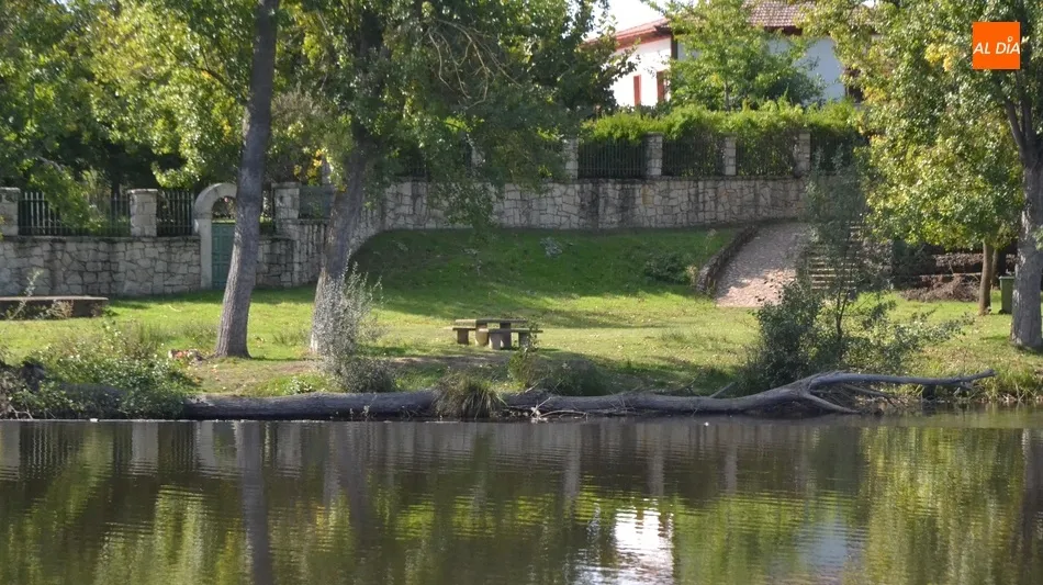 Foto 10 - Retirados una decena de &aacute;rboles en mal estado o ca&iacute;dos al r&iacute;o en el entorno de El Pic&oacute;n  