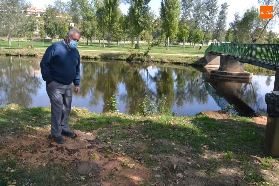 Foto 8 - Retirados una decena de &aacute;rboles en mal estado o ca&iacute;dos al r&iacute;o en el entorno de El Pic&oacute;n  