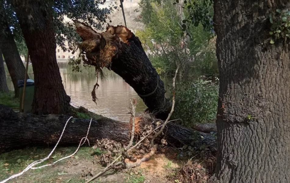 Foto 6 - Retirados una decena de &aacute;rboles en mal estado o ca&iacute;dos al r&iacute;o en el entorno de El Pic&oacute;n  