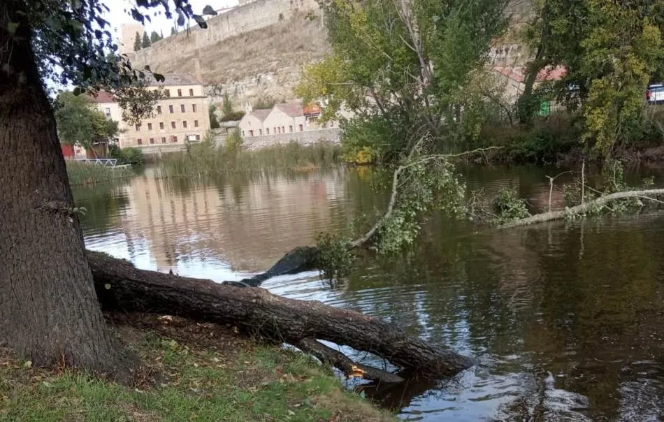 Foto 5 - Retirados una decena de &aacute;rboles en mal estado o ca&iacute;dos al r&iacute;o en el entorno de El Pic&oacute;n  