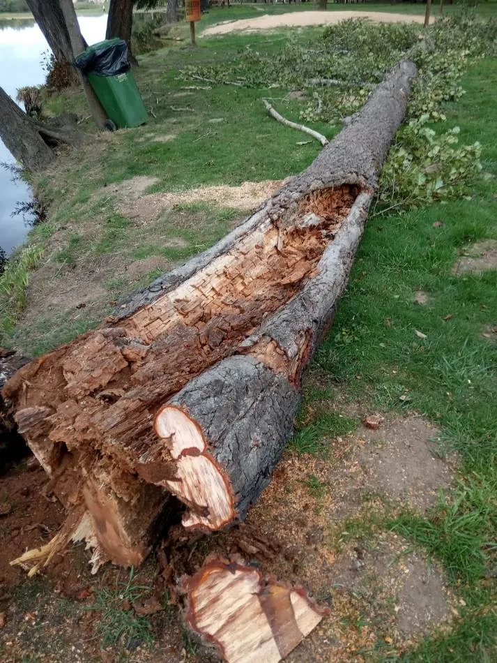 Foto 7 - Retirados una decena de &aacute;rboles en mal estado o ca&iacute;dos al r&iacute;o en el entorno de El Pic&oacute;n  
