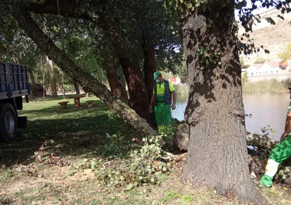 Foto 4 - Retirados una decena de &aacute;rboles en mal estado o ca&iacute;dos al r&iacute;o en el entorno de El Pic&oacute;n  