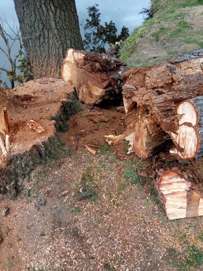 Foto 3 - Retirados una decena de &aacute;rboles en mal estado o ca&iacute;dos al r&iacute;o en el entorno de El Pic&oacute;n  