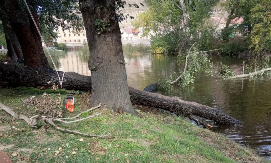 Foto 2 - Retirados una decena de &aacute;rboles en mal estado o ca&iacute;dos al r&iacute;o en el entorno de El Pic&oacute;n  