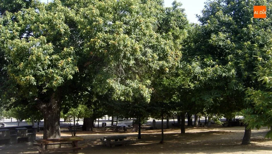 Prohibido por el Ayuntamiento varear los árboles para coger castañas