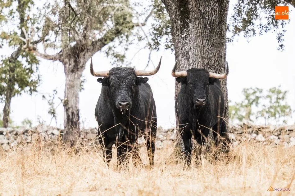Foto 9 - Paloma S&aacute;nchez Rico, una vida entregada al toro bravo  