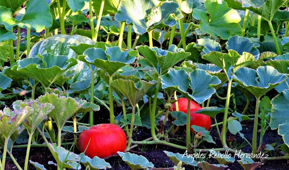 Los frutos ofrecidos