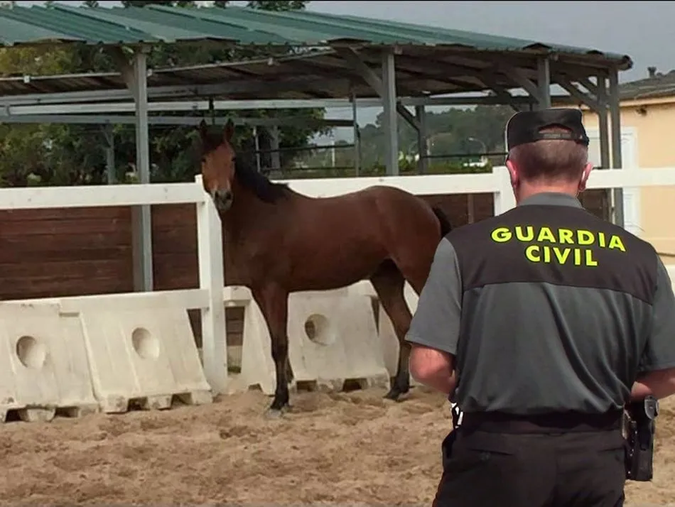 Caballo recuperado en la operación. - GUARDIA CIVIL