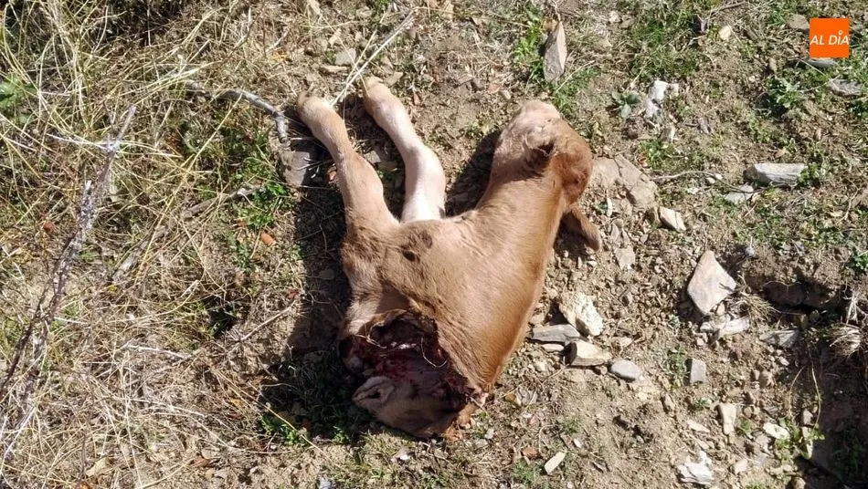 La Junta certifica que un ternero fue devorado por un lobo ayer en Hinojosa de Duero 