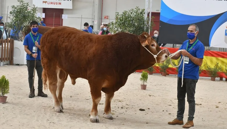 Platero, ejemplar de Hnos. Bernardo, alcanzó los  6.100 euros