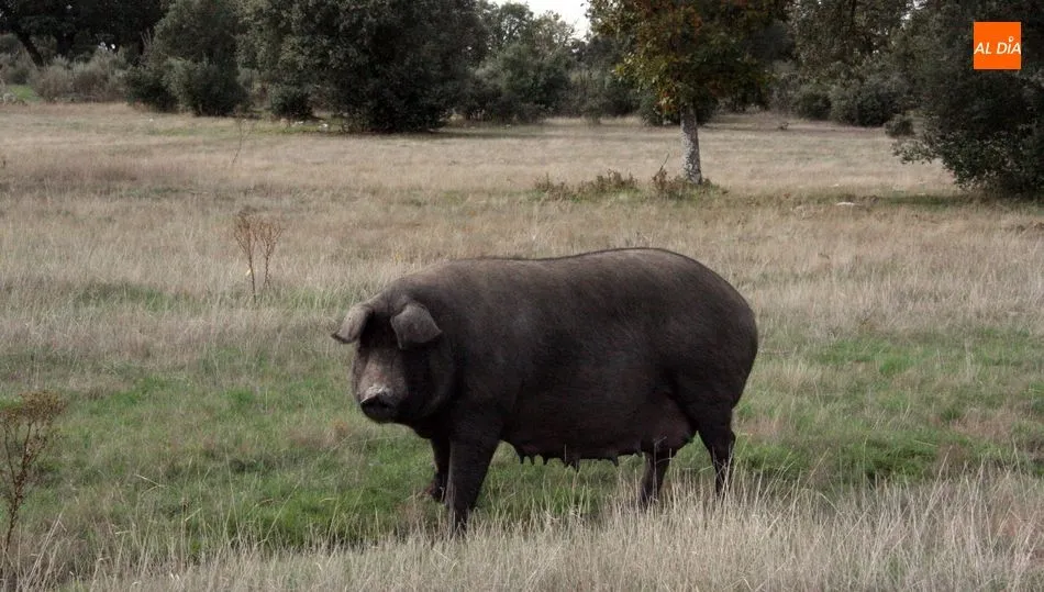 El ibérico volvía este martes a cotizar a la baja / CORRAL