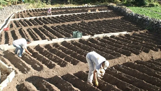 Agricultores trabajando. EP