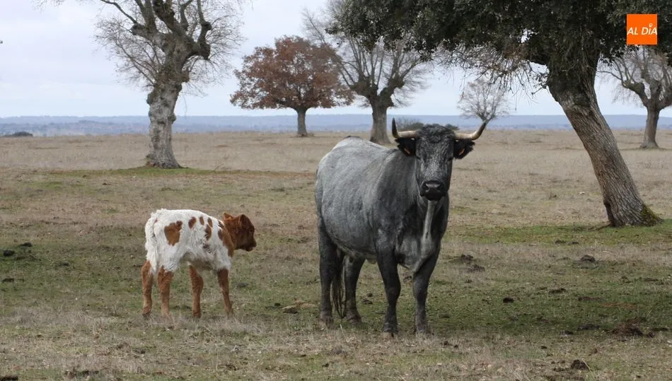 El covid está golpeando a toda la cadena del vacuno de carne, también a las nodrizas / CORRAL