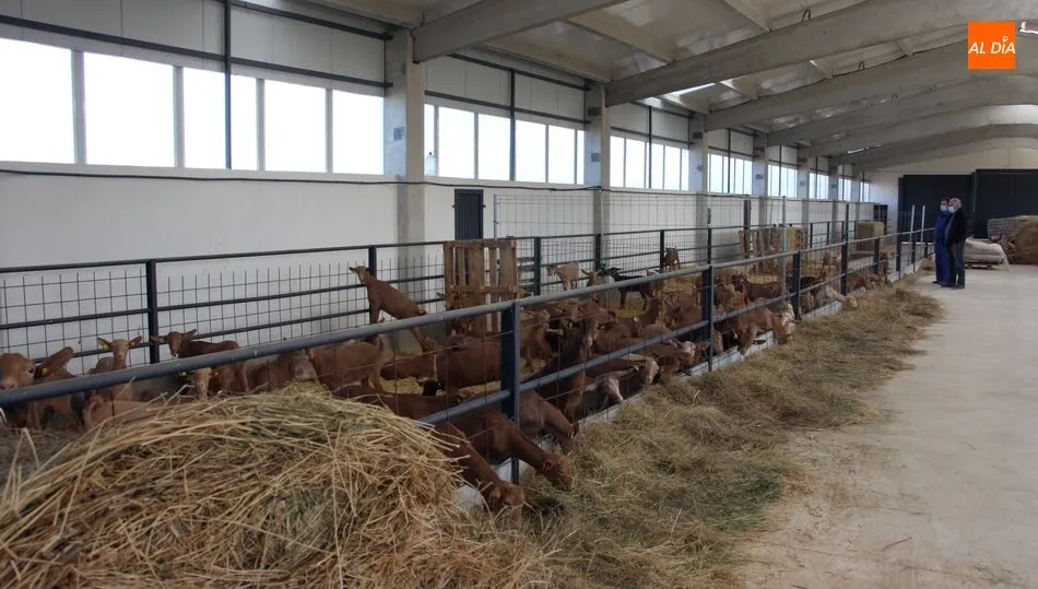 Nave ganadera con las primeras 100 chivas en Aldeadávila / CORRAL