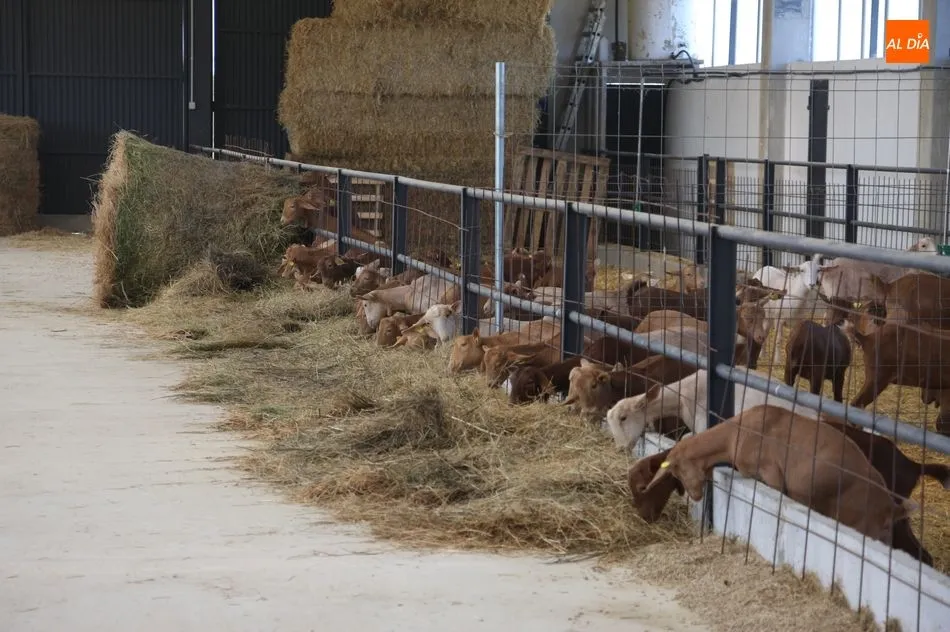 Foto 11 - Aldead&aacute;vila cuenta ya con las primeras 100 chivas del proyecto de caprino  
