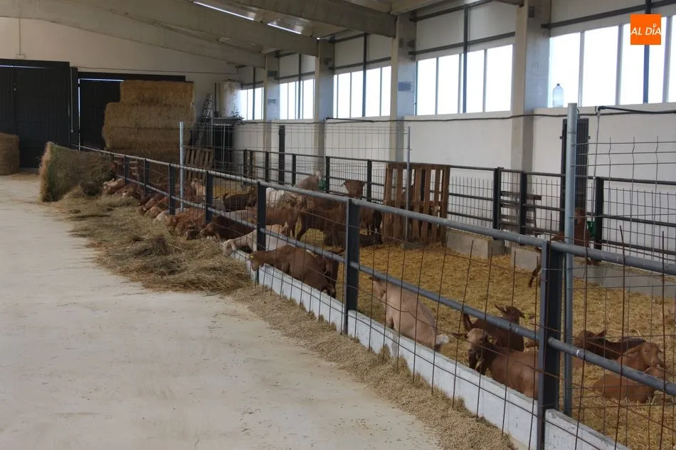 Foto 10 - Aldead&aacute;vila cuenta ya con las primeras 100 chivas del proyecto de caprino  