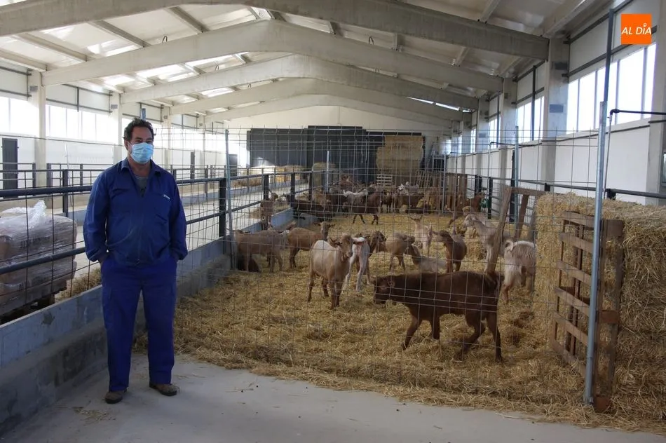 Foto 9 - Aldead&aacute;vila cuenta ya con las primeras 100 chivas del proyecto de caprino  