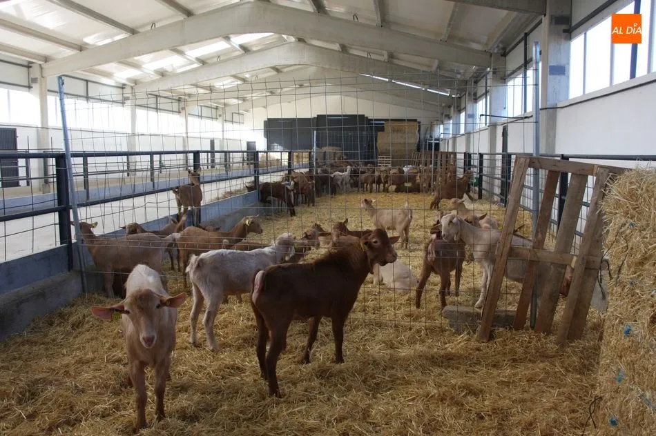 Foto 8 - Aldead&aacute;vila cuenta ya con las primeras 100 chivas del proyecto de caprino  