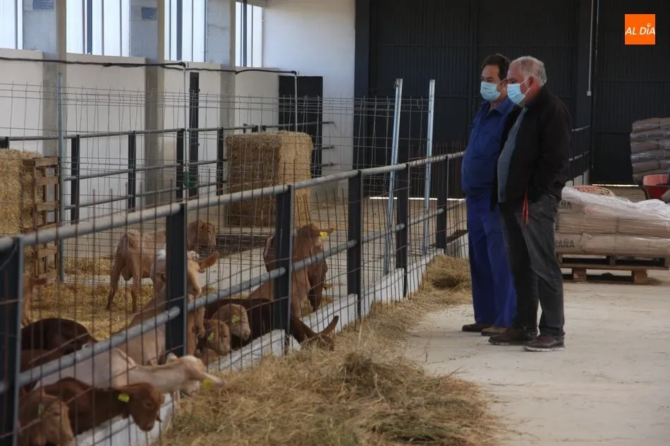 Foto 7 - Aldead&aacute;vila cuenta ya con las primeras 100 chivas del proyecto de caprino  