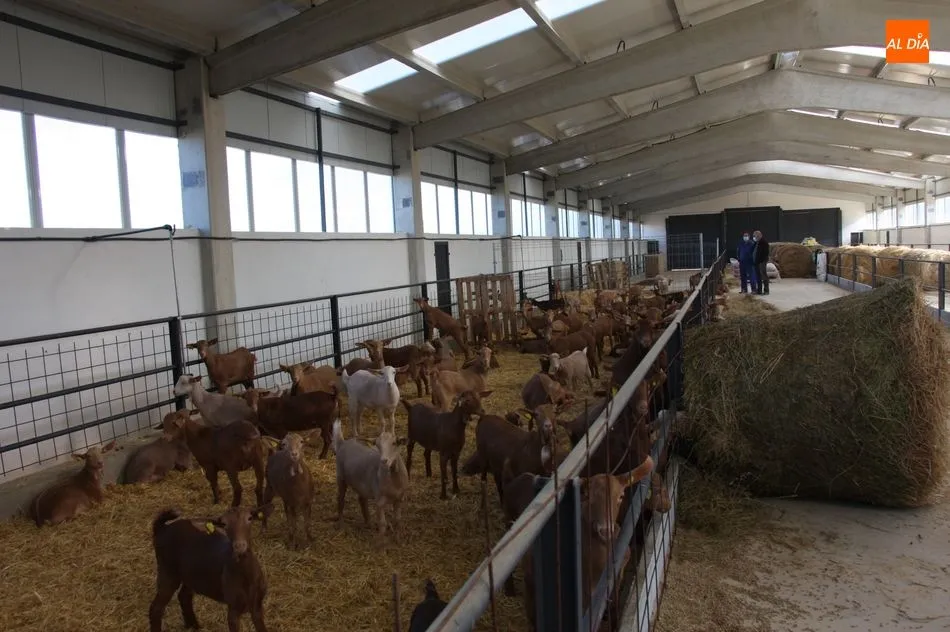 Foto 4 - Aldead&aacute;vila cuenta ya con las primeras 100 chivas del proyecto de caprino  