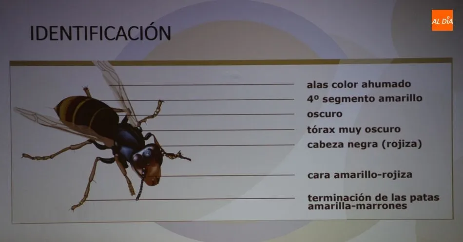 Foto 11 - La avispa asi&aacute;tica rodea ya a la provincia de Salamanca  