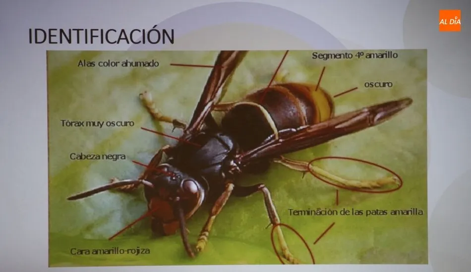 Foto 10 - La avispa asi&aacute;tica rodea ya a la provincia de Salamanca  