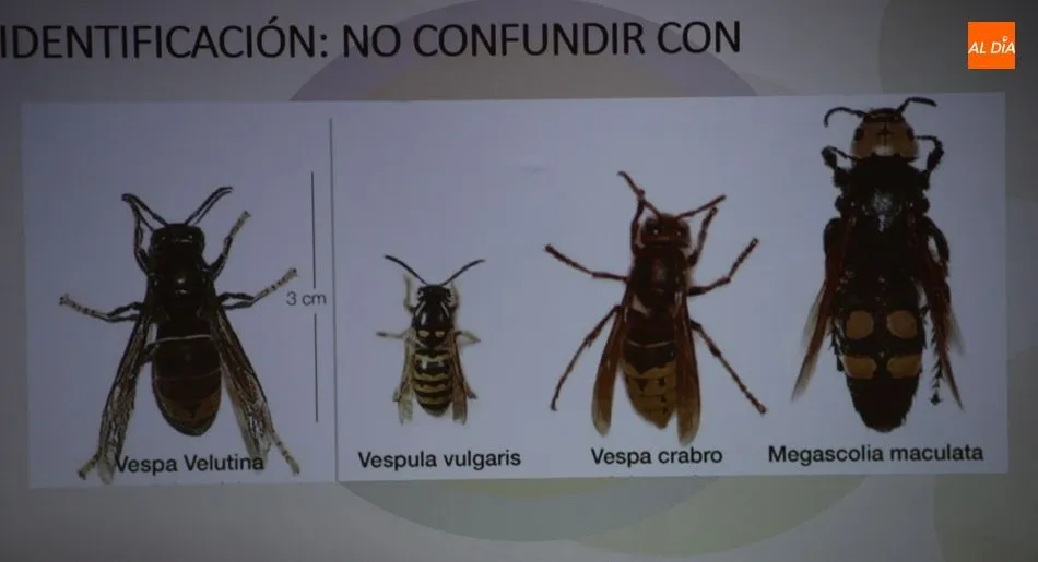 Foto 9 - La avispa asi&aacute;tica rodea ya a la provincia de Salamanca  