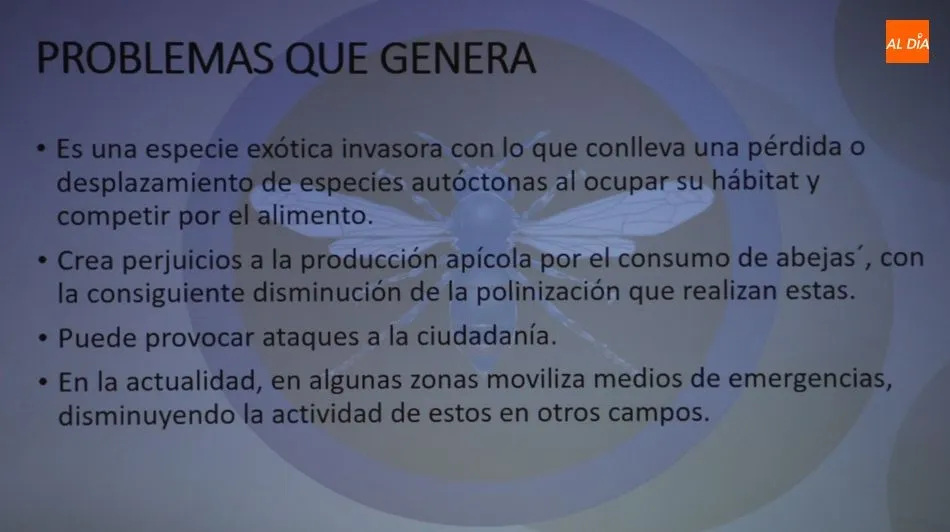 Foto 8 - La avispa asi&aacute;tica rodea ya a la provincia de Salamanca  