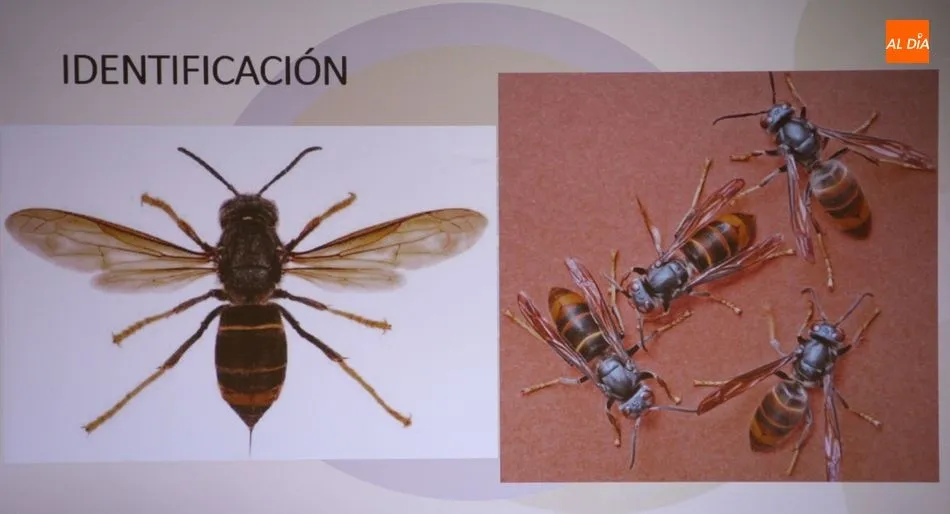 Foto 7 - La avispa asi&aacute;tica rodea ya a la provincia de Salamanca  