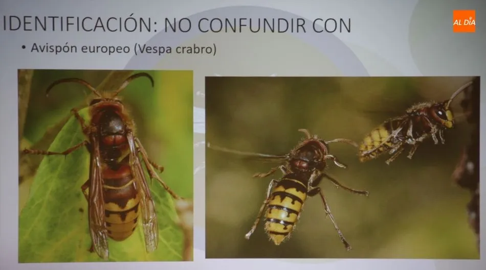 Foto 6 - La avispa asi&aacute;tica rodea ya a la provincia de Salamanca  