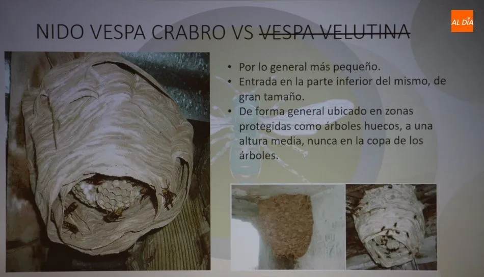 Foto 3 - La avispa asi&aacute;tica rodea ya a la provincia de Salamanca  