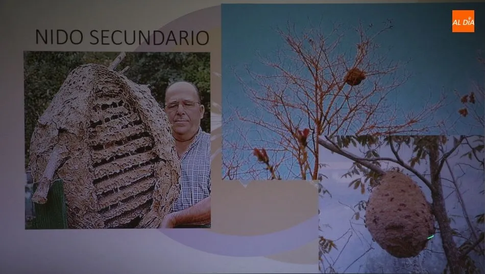 Foto 2 - La avispa asi&aacute;tica rodea ya a la provincia de Salamanca  
