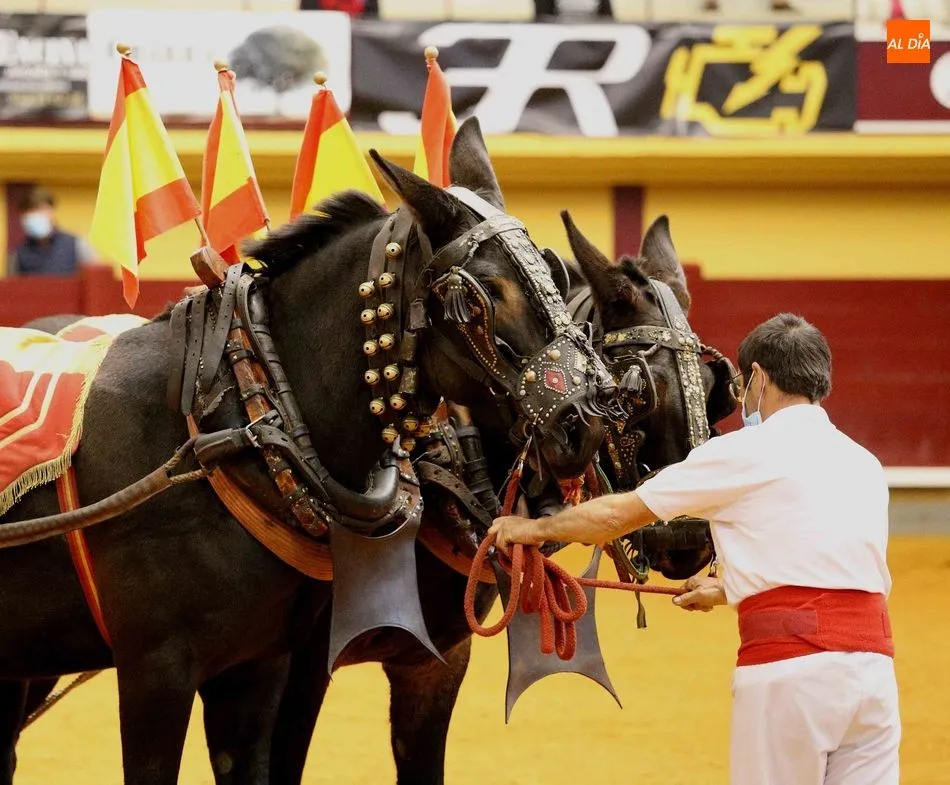 Foto 8 - Triunfo de Ismael Mart&iacute;n en la novillada de Alba de Tormes