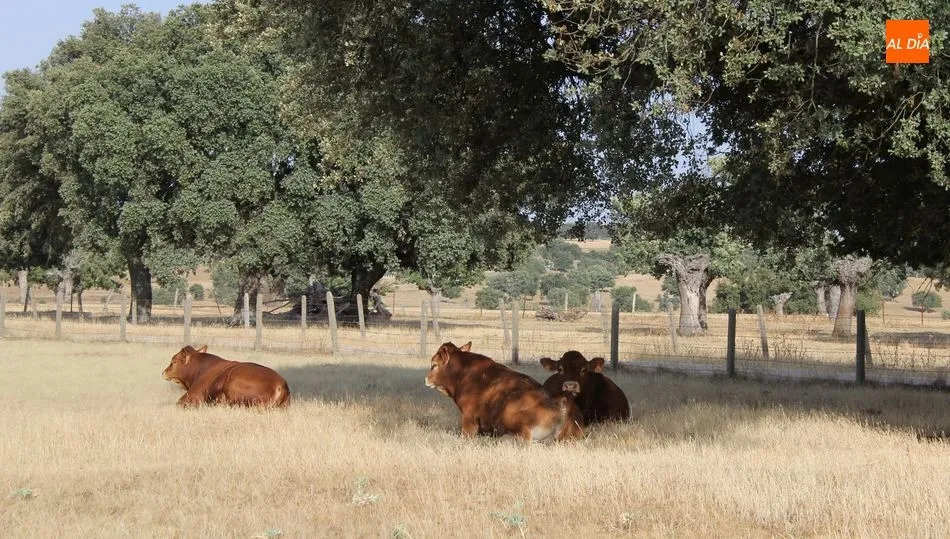 Los machos para cebo continúan con los precios a la baja / CORRAL