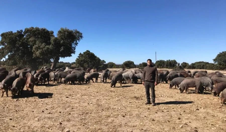 Foto 2 - Un ataque de lobo deja tres cerdos heridos en una explotaci&oacute;n de Alaraz