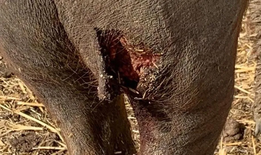 Foto 3 - Un ataque de lobo deja tres cerdos heridos en una explotaci&oacute;n de Alaraz