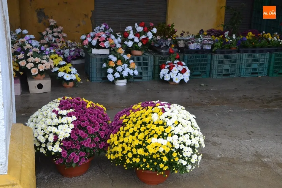 Foto 7 - Las flores ganan presencia en un Mercado de los Martes reducido y a cubierto por la lluvia  