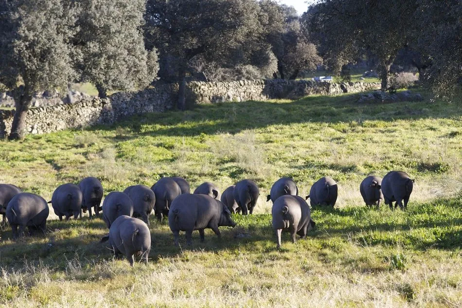 Cerdos ibéricos en plena montanera - DO Guijuelo