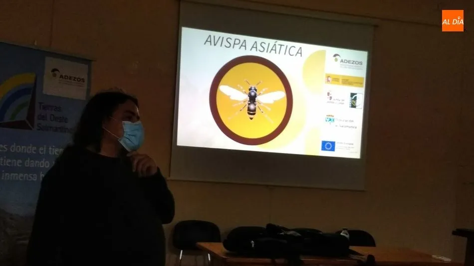 Foto 6 - &nbsp;La avispa asi&aacute;tica amenaza el ecosistema y la producci&oacute;n agr&iacute;cola&nbsp;