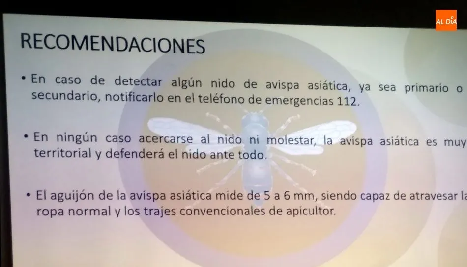 Foto 3 - &nbsp;La avispa asi&aacute;tica amenaza el ecosistema y la producci&oacute;n agr&iacute;cola&nbsp;