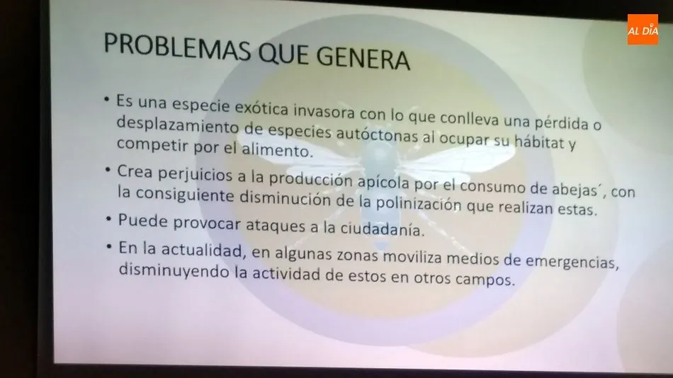 Foto 2 - &nbsp;La avispa asi&aacute;tica amenaza el ecosistema y la producci&oacute;n agr&iacute;cola&nbsp;