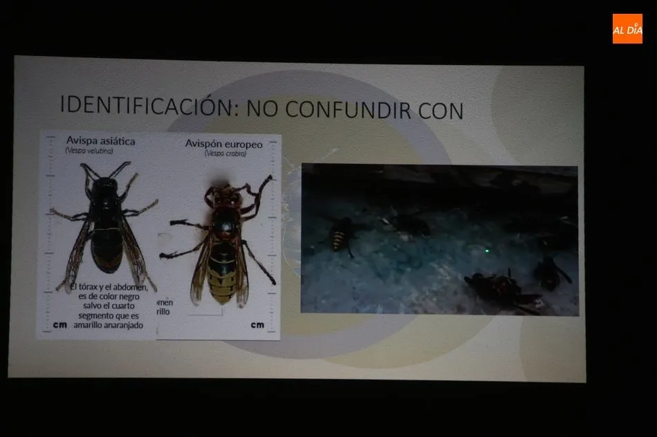 Foto 11 - Los vecinos de Sobradillo ya conocen c&oacute;mo diferenciar una avispa asi&aacute;tica y c&oacute;mo actuar  