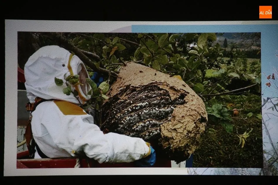 Foto 10 - Los vecinos de Sobradillo ya conocen c&oacute;mo diferenciar una avispa asi&aacute;tica y c&oacute;mo actuar  