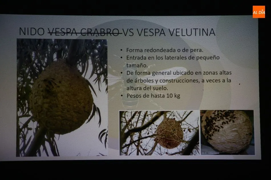 Foto 9 - Los vecinos de Sobradillo ya conocen c&oacute;mo diferenciar una avispa asi&aacute;tica y c&oacute;mo actuar  